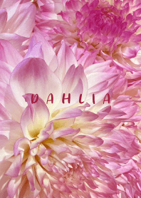 DAHLIA -Pink Flower-8