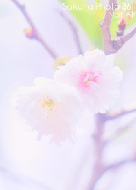 Sakura Photo 361 Not AI