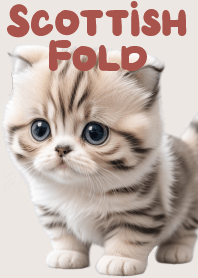 Innocent Scottish Fold Cat