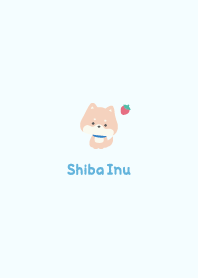 Shiba Inu3 Strawberry [Blue]