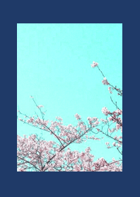 CHERRY BLOSSOMS & BLUE SKYj-NAVY BLUE