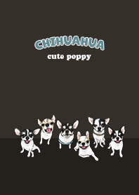 chihuahua1 / chocolate