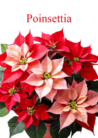 "Poinsettia vol.2" theme