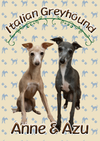 Italian Greyhound  Anne & Azu-Be05