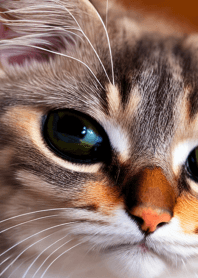 Cats run wild #DEVU01.