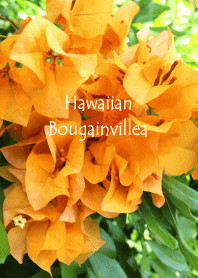 Hawaiian Bougainvillea flower theme