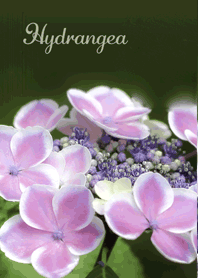 Cute pink hydrangea flowers
