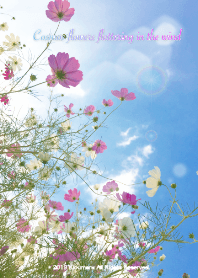 秋風に舞うコスモスの花たち 2