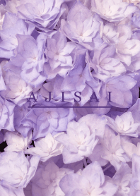 AJISAI - Purple Flower 4