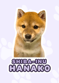 Shiba Inu Hanako [PhotoTheme*a39*]