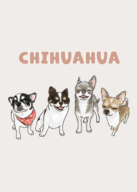 chihuahua3 / light beige