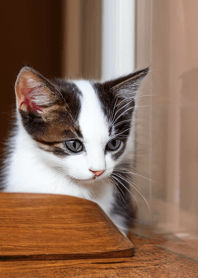 Cats Run Wild #duje419