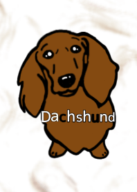 energeticallyl dachshund dog
