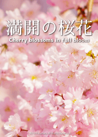 Cherry blossoms in full bloom 3 .