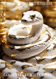 Golden White Snake of Luck 49
