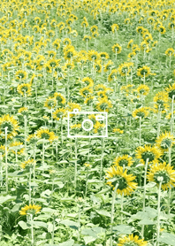 Sunflower facing the opposite