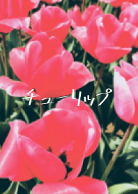 The best tulips
