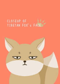 CLOSEUP OF TIBETAN FOX's FACE/APRICOT