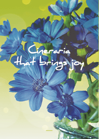 Black Yellow : Cineraria that brings joy