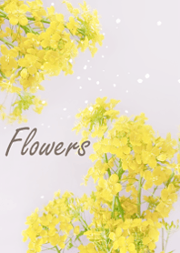 Gentle and refreshing blossoms3.