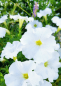 White flower!!