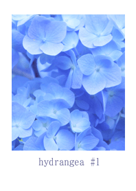 Hydrangea #1
