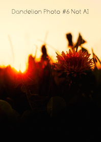 Dandelion Photo #6-17Not AI