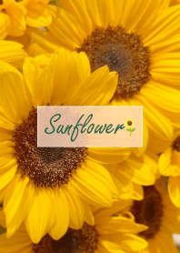 Sunflower (Himawari) 25