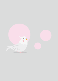 オカメインコ グレー×ピンク