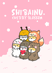Shibainu 11 - cherry blossom