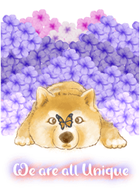 柴犬-獨一無二的我們