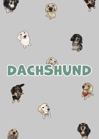 dachshund6 / grey