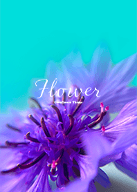 Flower -矢車菊