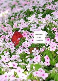 colorful some flowers