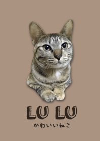 嚕嚕的生活日常(1)-貓貓第一彈