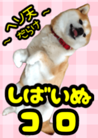 Shiba-inu Koro -roll over-