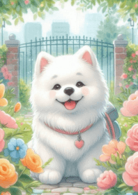 Cute Samoyed fat body_1