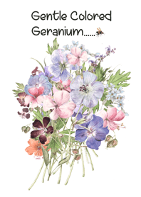 gentle colored geranium