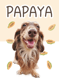 臘腸犬-PAPAYA