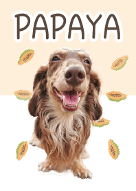 Dachshund-PAPAYA