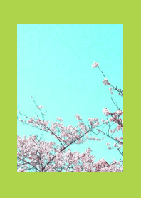 CHERRY BLOSSOMS & BLUE SKYj-RED-GREEN