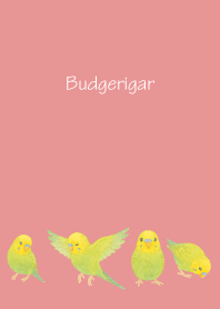 Cute Budgerigar2 on light pink