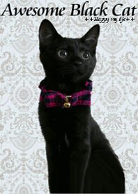 Awesome Black Cat@ペットグランプリ