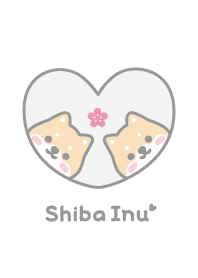 Shiba Inu Cherry blossoms - White