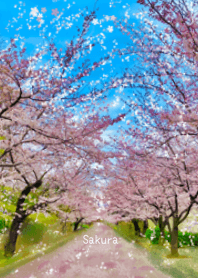 桜がきれいですね！