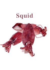 Flesh Baby squid 8
