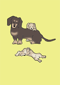 狗 臘腸犬_檸檬色