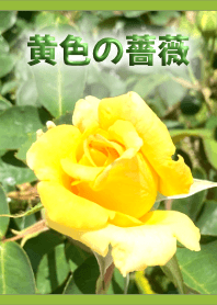 黄色の薔薇(緑)【写真着せかえ】
