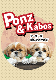 シーズー犬ぽんずとかぼす