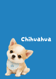 I love Chihuahuas03 blue